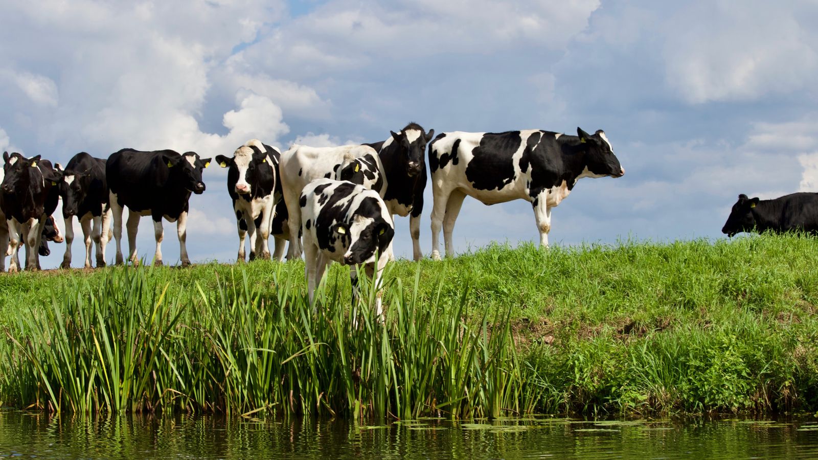Cases cows on meadow